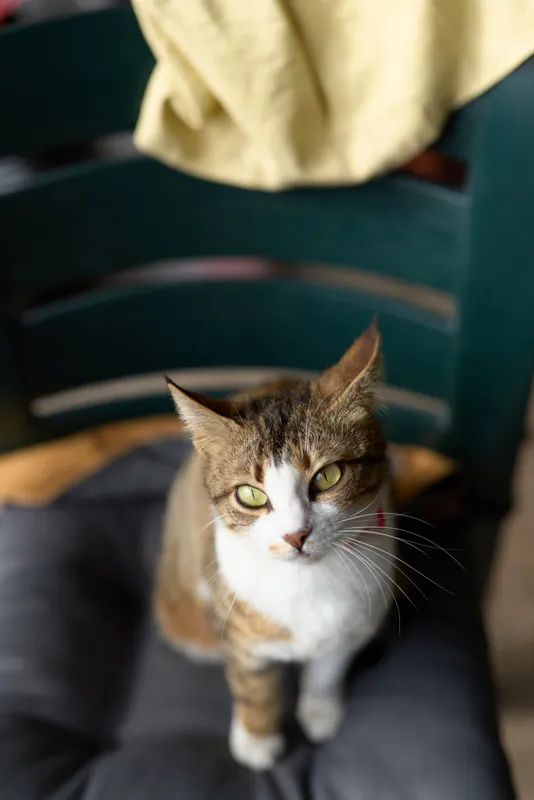 Inquisitive cat indoors gazes upward, creating a calm portrait moment with soft natural light, cozy background, and relaxed atmosphere.