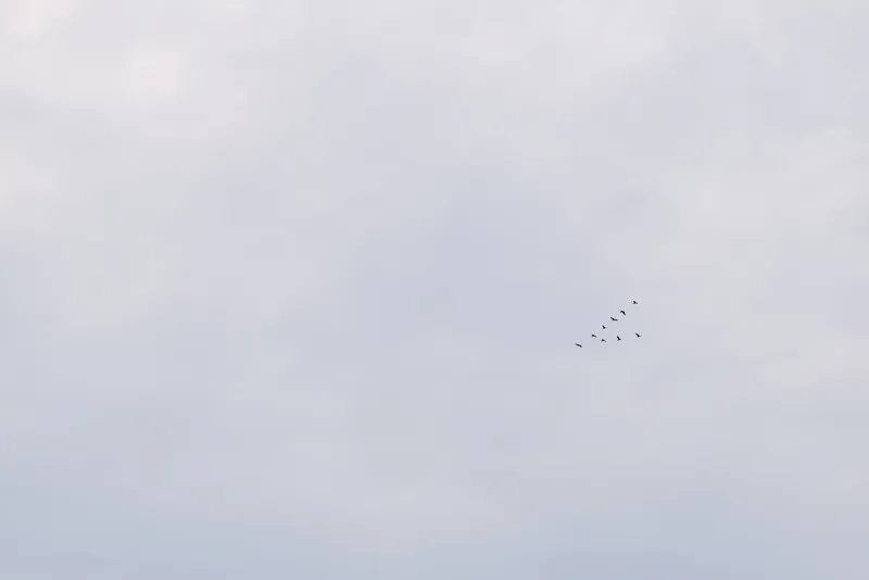 Birds in a distant flock sweep across a pale blue sky, creating a calm, minimalist scene of freedom and quiet movement in nature