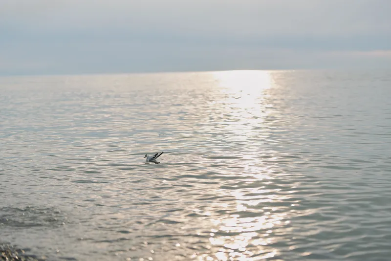 Seagull flying low over calm sea water with sunlight reflecting on gentle waves during a peaceful sunset scene. Concept of freedom, nature, and tranquility.