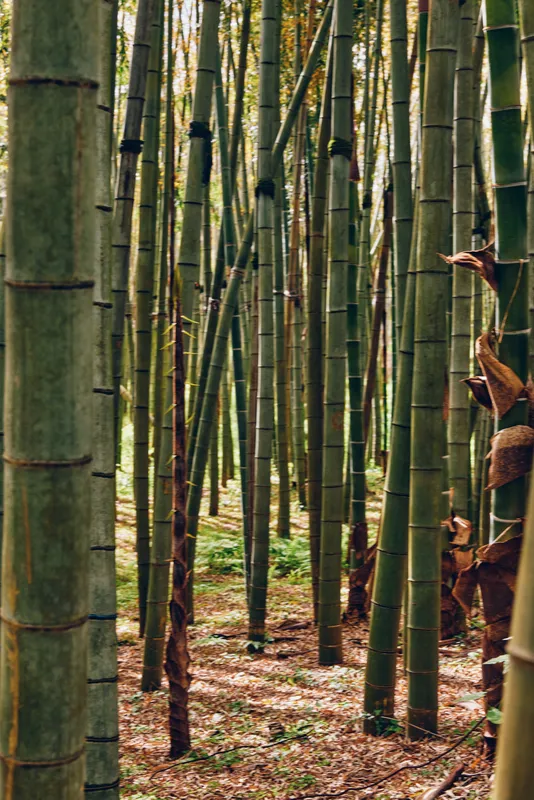 bamboo forest grove stalks trunks nature capture tall green bamboo stalks and trunks in a serene woodland grove, vertical pattern of shoots and leaves with dappled sunlight on the floor.