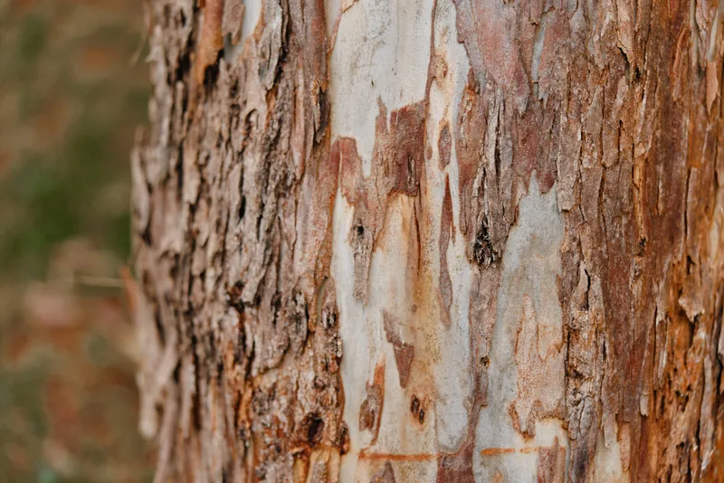 Close up of tree bark texture showcasing natural beauty and intricate patterns, ideal for nature and environmental projects