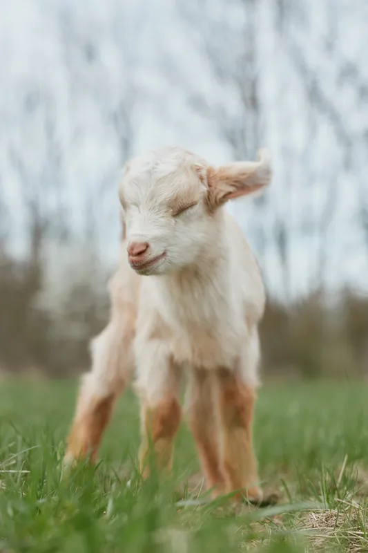 Goat kid stands in a sunlit meadow, exploring fresh grass and rural countryside with curious, playful expression, capturing peaceful outdoor life and innocent rural charm