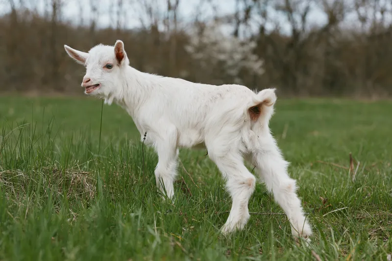 A young goat kid stands in a field outdoors, exploring grass in a sunlit meadow. A calm, playful rural scene captures animal nature and farm life in a pastoral landscape.