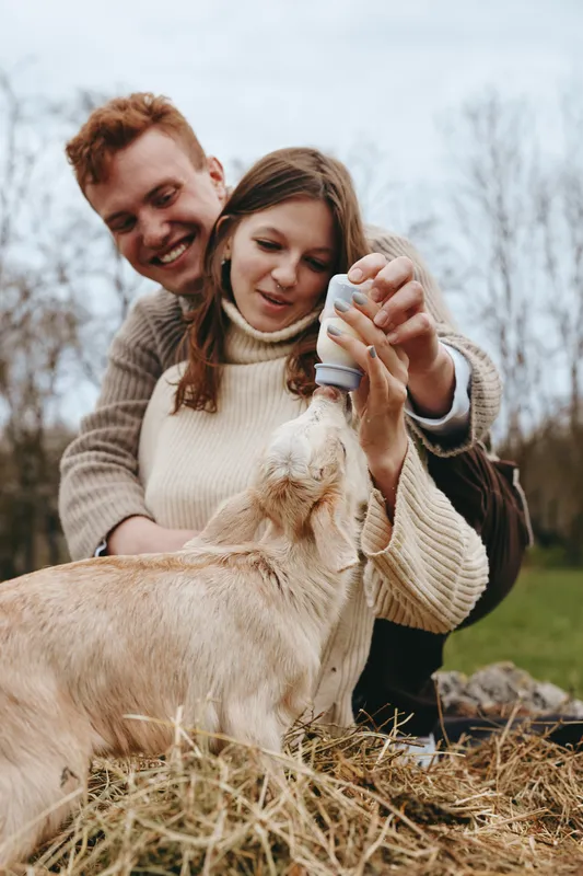 Cheerful couple outdoors, feeding a goat kid, warm moment, cozy sweaters, soft breeze, natural colors, sunny countryside scene, genuine affection, simple farm life, and relaxed posture