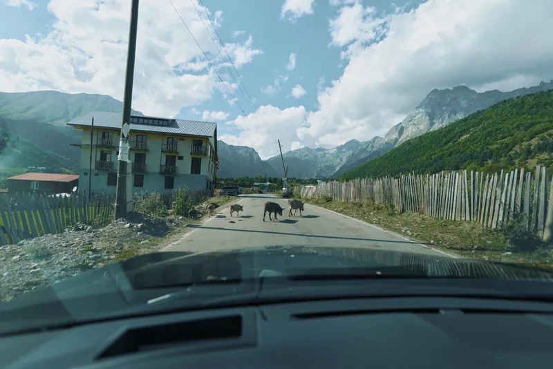 A scenic rural road view from the driver's seat featuring a small house by the roadside, a wooden fence, cows crossing ahead, and towering mountains under a bright sky.