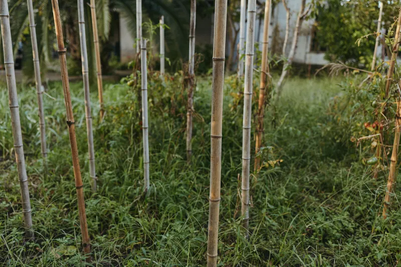 Bamboo stalks, grass, garden, tropical, nature and backyard scene with vertical trunks and overgrown lawn, earthy texture and quiet late afternoon atmosphere, no people present.