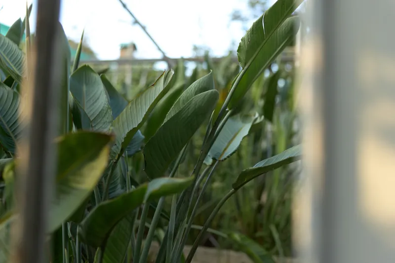 Tropical leaves in a balcony garden, green foliage closeup with morning light. Urban balcony scene with closeup plants and blurred railing, natural texture and peaceful outdoor mood.