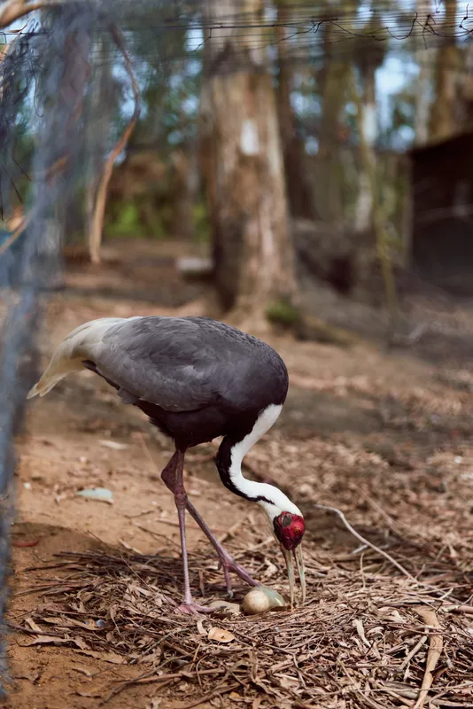 Crane bird egg nest nature wildlife scene with adult crane feeding and inspecting egg on ground in forest habitat, long legs and beak visible in outdoor natural environment.
