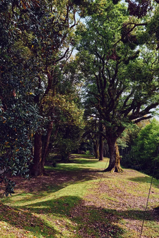 Trees forest path canopy sunlight grass along a shaded lane, peaceful woodland scene with dappled light, mossy ground and leafy trunks forming a natural corridor for walking