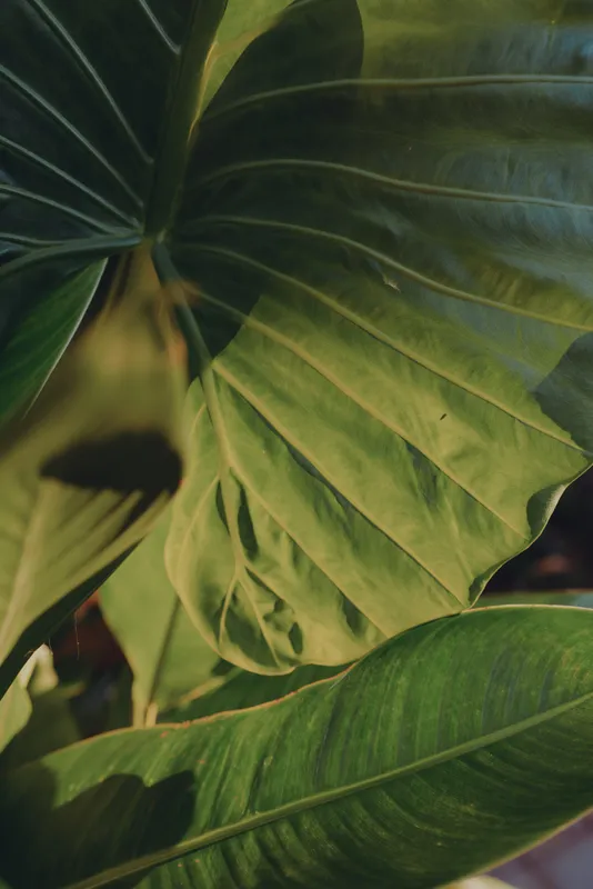 Tropical leaves fill the frame in a closeup view, showcasing lush greenery, detailed veins, and natural texture, with soft sunlight creating a serene lifestyle mood for nature and plant themed scenes