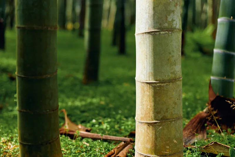 Bamboo forest trunks and green moss covering the ground in a peaceful grove, close-up of bamboo stalks with textured bark and leafy undergrowth conveying a serene natural atmosphere