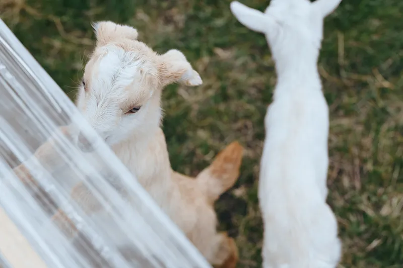 Goat, kid, outdoors, lifestyle, farm, animal, playful, sunlight, nature, candid moment near a barrier under soft light on a sunny day