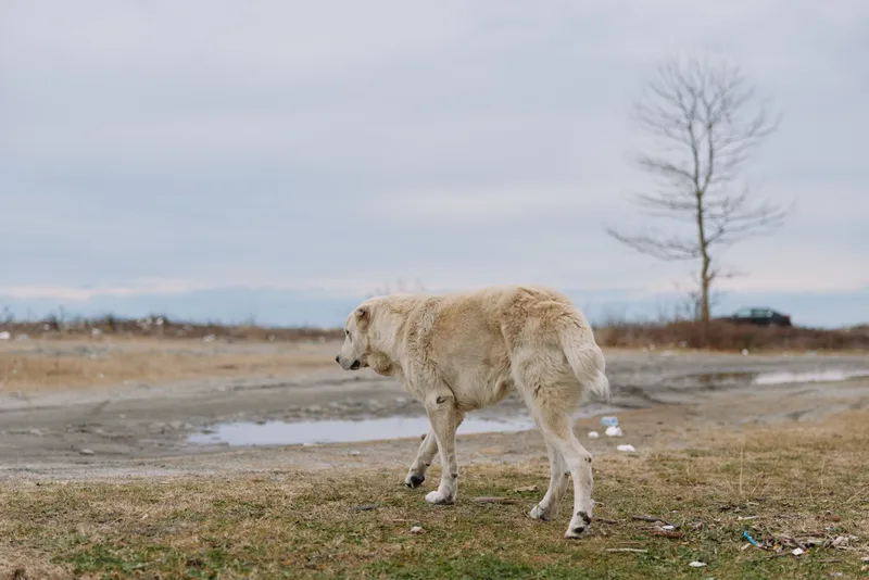 Dog like figure walking across a barren field beneath a cloudy sky, a solitary mammal in a quiet rural landscape