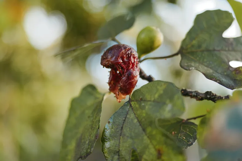Insect gall, oak leaf, closeup, decay, autumn, macro, plant, pest macro photo of a small reddish insect gall on a mottled green leaf with soft bokeh and woodland background detail.