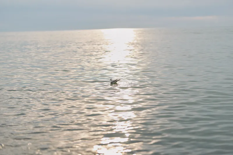 Calm sea water reflects soft sunlight during daytime with a single bird floating on the surface. Peaceful nature scene with gentle waves and bright sky in the background.