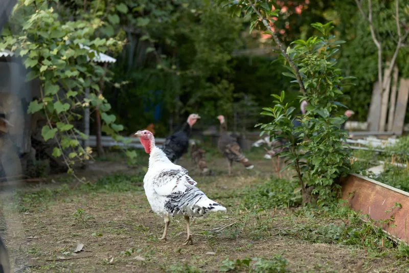 Turkey, backyard, farm, bird, poultry, adult turkey: white male turkey walking in a rural garden, pecking grass near shrubs and vegetable beds in a rustic homestead lifestyle scene.