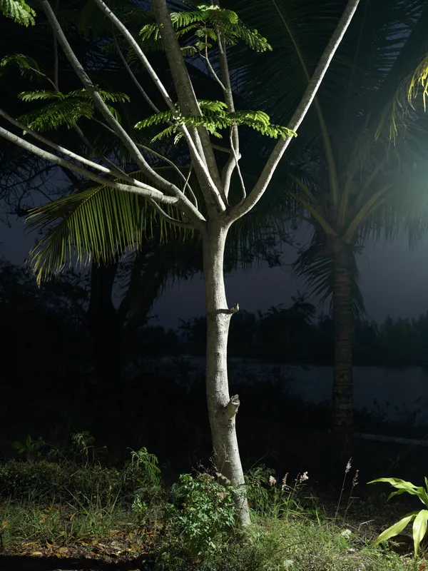 illuminated tree trunk and branches at night with surrounding tropical foliage, creating a mysterious and serene atmosphere in a natural outdoor setting