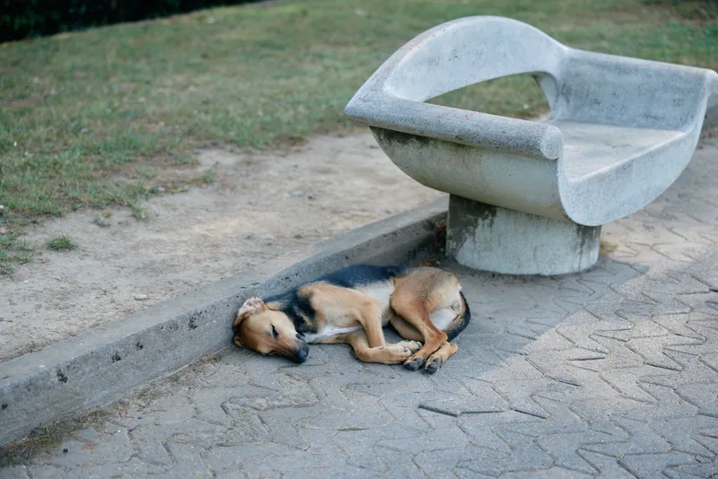 Sleeping dog beside a weathered bench on a paved park path, calm afternoon light, a peaceful outdoor scene capturing a resting animal in quiet urban nature