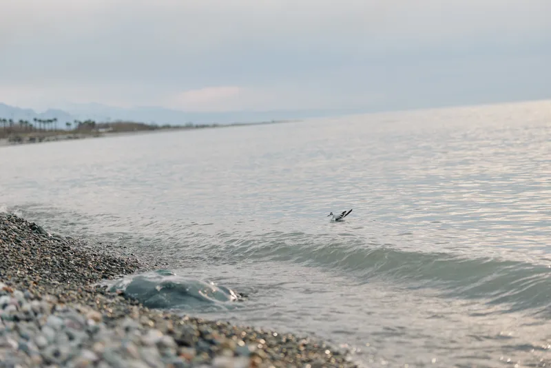 Calm pebble beach with gentle waves and a flying seagull over the water during soft daylight. Peaceful coastal landscape with distant mountains under a clear sky and serene ocean mood.