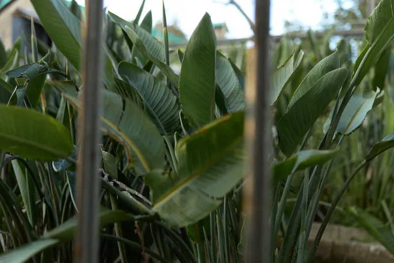 Tropical plants and green leaves behind a metal fence in a residential garden foliage scene, outdoor greenery in a private courtyard with middle-aged homeowner tools and relaxed lifestyle vibe