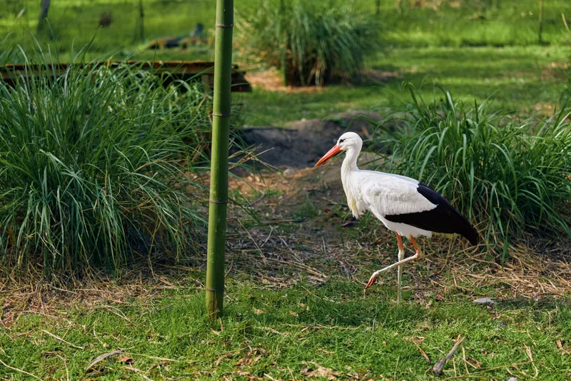 Stork bird walking through green grass with long beak visible, nature scene in park habitat showing white wading bird with longlegs foraging and standing calmly on sunlit ground.