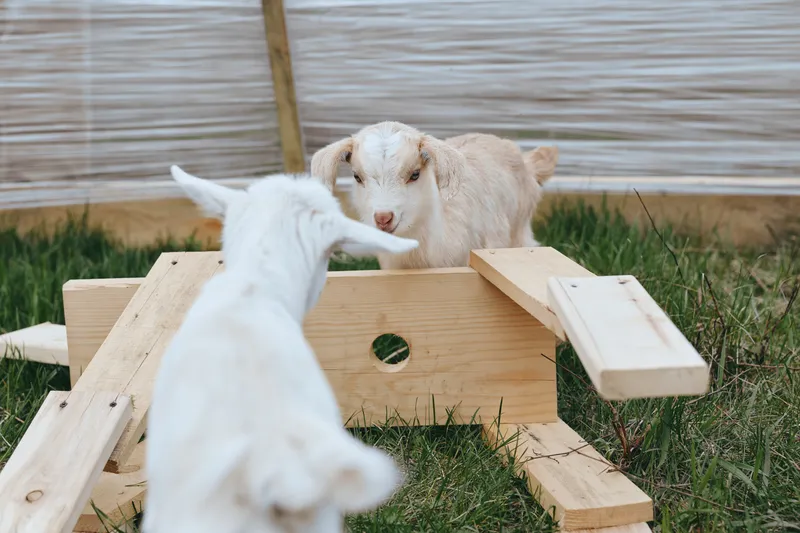 Two young goats interact playfully on wooden planks outdoors in a natural grassy area, showcasing a lively and authentic farm lifestyle moment.