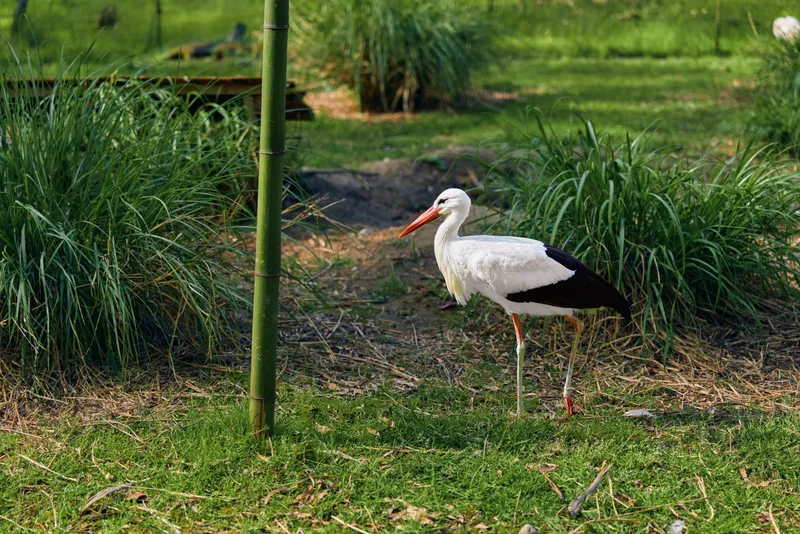 Stork bird white standing on grass in park area, long red beak and legs visible, nature scene with green plants and reeds, wild waterfowl portrait in daylight.