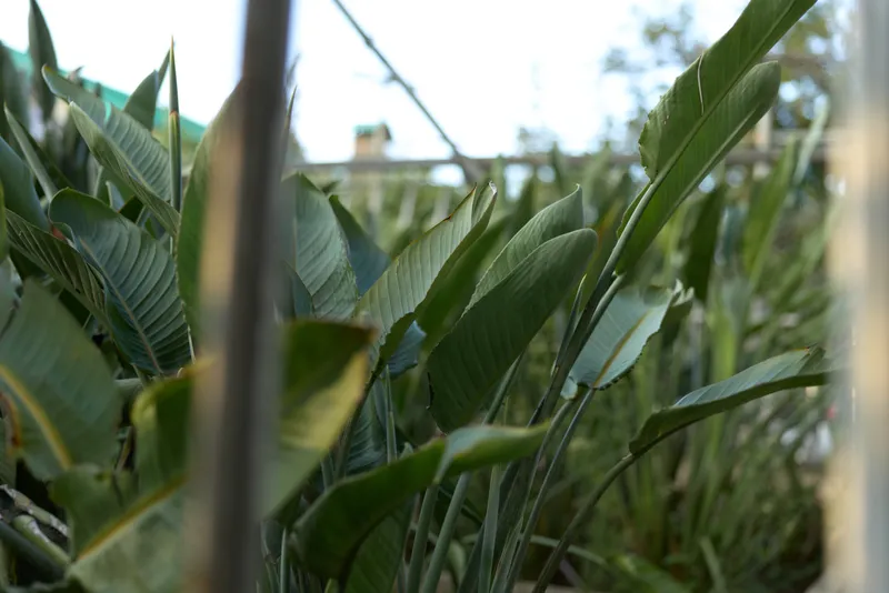 Green leaves tropical plants garden foliage closeup nature outdoor dense broadleaf plants framed by metal railing, soft sunlight and shallow depth of field in backyard scene