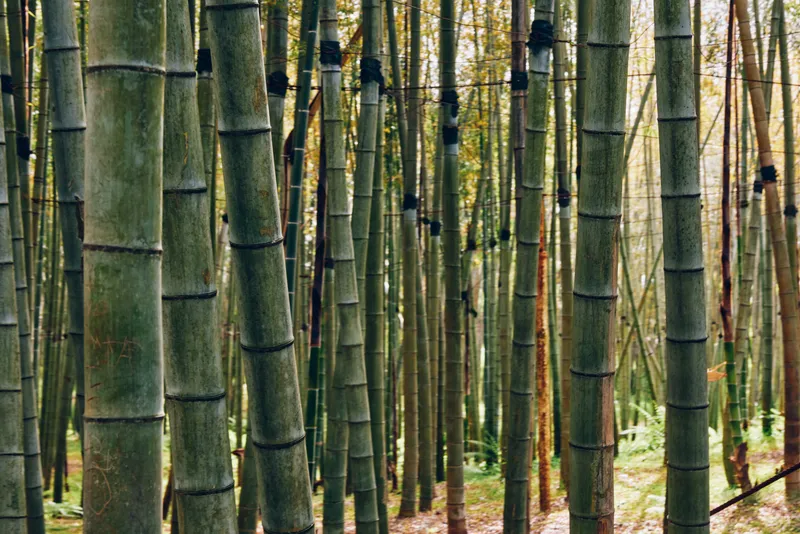 Bamboo forest grove of tall green trunks and dense nature scenery, vertical stalks creating a serene woodland atmosphere with dappled light, leaves and mossy floor details.