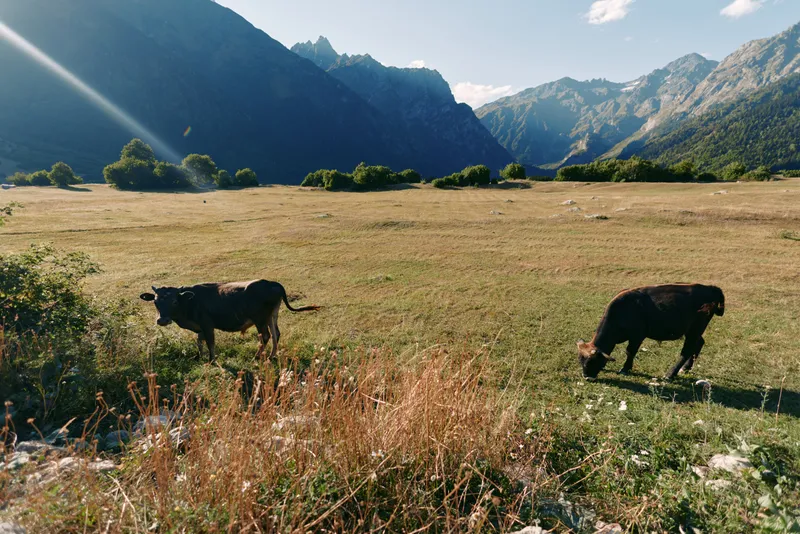 Cow grazing in a sunlit mountain meadow, two cattle in open pasture with distant peaks and blue sky, rural landscape with dry grass and serene outdoor nature scenery.