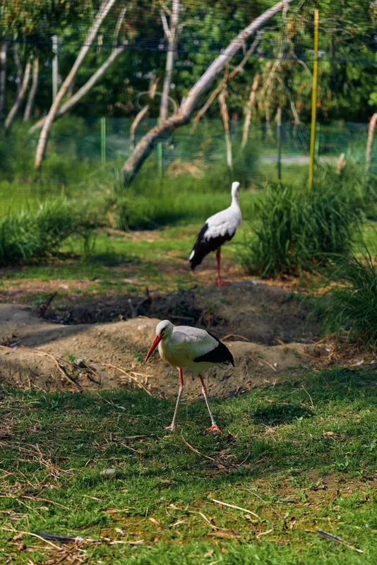 Stork bird wildlife nature grass beak legs wetland scene with two white wader adults foraging on green grass near marsh and trees, standing and walking in peaceful habitat.