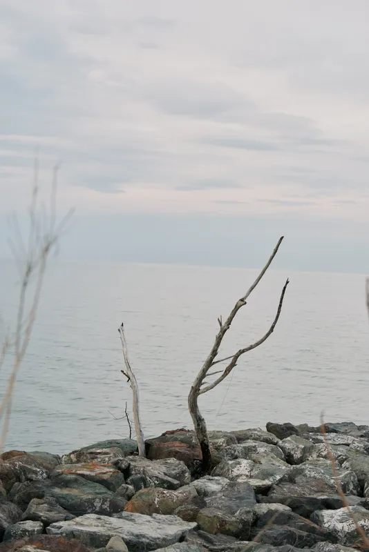 Bare branches rise from rocky shore against cloudy sky. Calm sea stretches to horizon in soft daylight. Minimalist nature scene with muted colors and tranquil atmosphere.