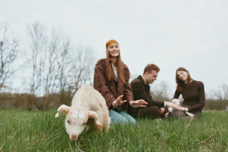 Goat, kid, outdoor, people, lifestyle, friends, field, nature in a bright moment as the group relaxes on grass, capturing a carefree scene in a rural countryside