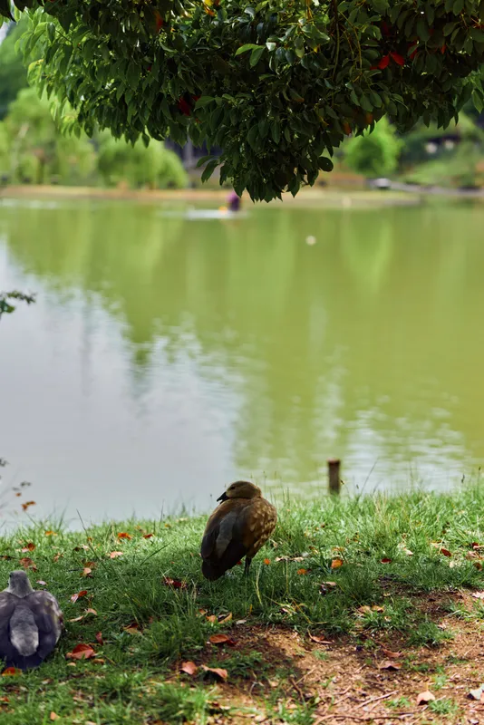 Duck, bird, lake, grass, tree, water - juvenile brown duck resting on grassy shore under leafy tree overhang, calm pond reflection and blurred park background for tranquil wildlife scene.