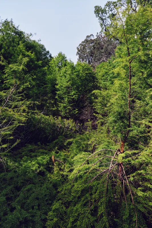 Forest trees foliage greenery hillside nature captured in a lush slope view, dense woodland canopy with sunlight filtering through leaves, mossy trunks and tranquil outdoor landscape.