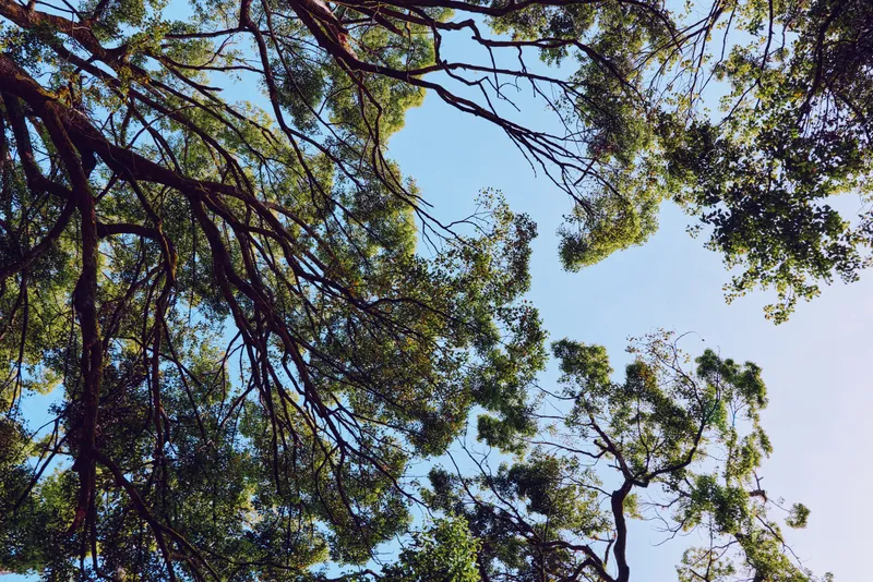 Trees branches leaves sky canopy foliage captured from below with sunlight filtering through green treetops, creating a tranquil outdoor forest scene and peaceful natural background.