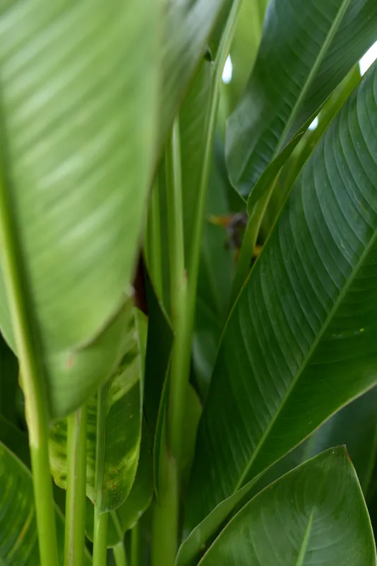 Closeup of lush green leaves from a tropical plant, sunlight filtering through, vivid textures, fresh natural mood, ideal for lifestyle and nature themed scenes in calm home or outdoor settings that