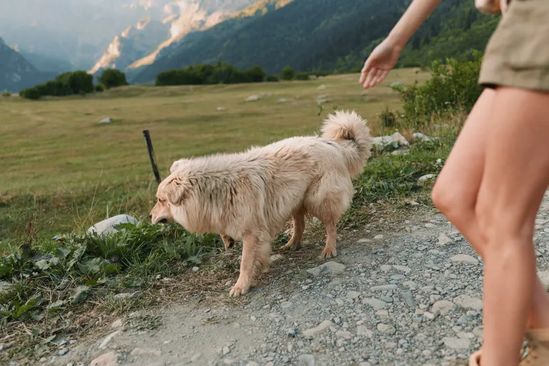 Cheerful outdoor scene with a friendly dog walking along a mountain trail, warm sunlight, casual lifestyle moment, nature, companionship on the path