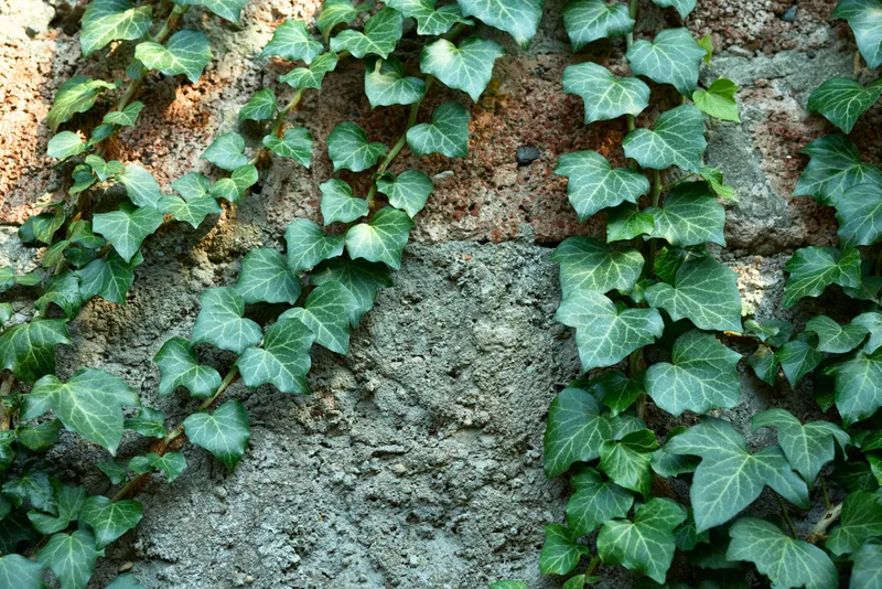 Ivy climbs a rugged wall with green leaves and textured mortar, creating a natural, rustic backdrop for nature, architecture, and design themes