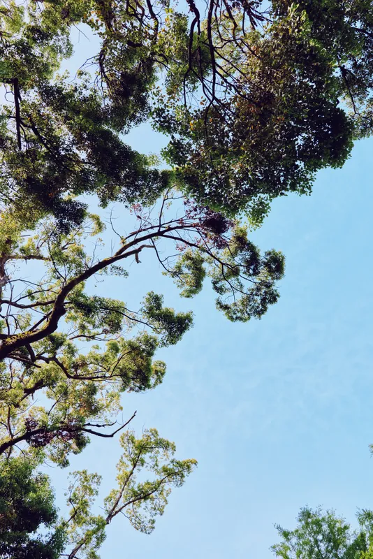 Trees, branches, leaves, sky capture upward view of green foliage canopy against clear blue sky, sunlight filtering through treetops for a natural outdoor summer landscape mood.