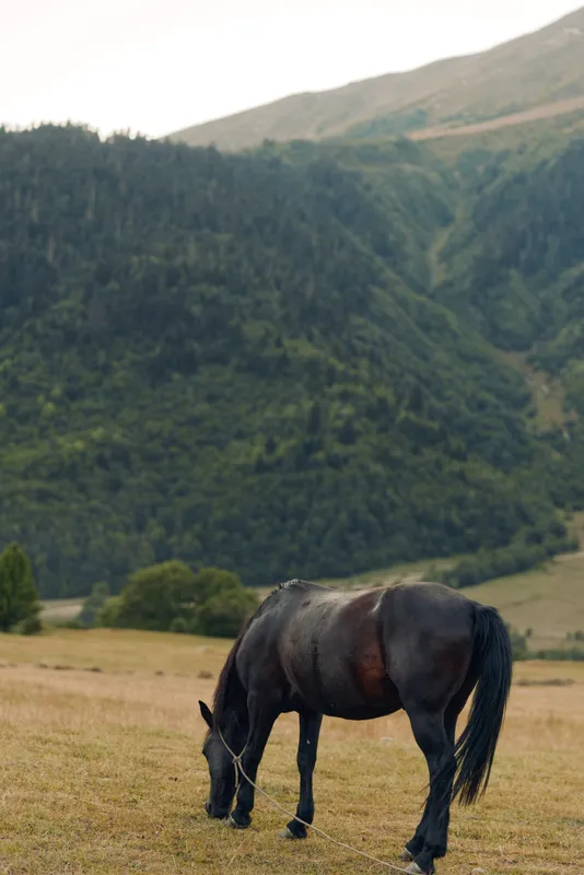 A dark horse grazes in a sunlit meadow with rolling hills and forested mountains in the background, creating a peaceful rural scene full of natural calm.