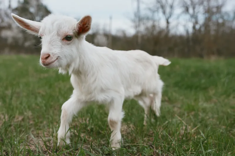 White goat kid standing in a grassy field under soft daylight, conveying playful curiosity. Close-up on fluffy coat and curious eyes. Rural lifestyle, nature, and farm life mood with gentle,