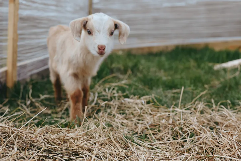 Young light brown baby goat stands on dry straw in a fenced grassy yard looking curiously at the camera in a natural lifestyle farm setting.