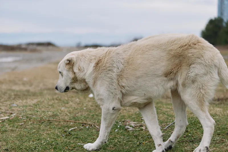 Dog, large dog, white dog, field, outdoor canine in open landscape exploring grassy terrain under soft daylight with calm demeanor and distant coast visible