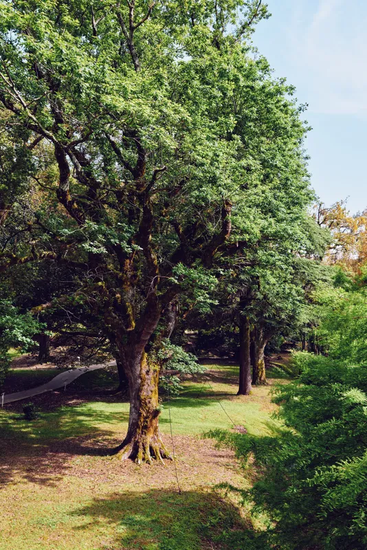Trees and path in a park forest with sunlight and green canopy, trunk and mossy ground visible, shady walkway for summer stroll, serene nature scene and peaceful outdoors.