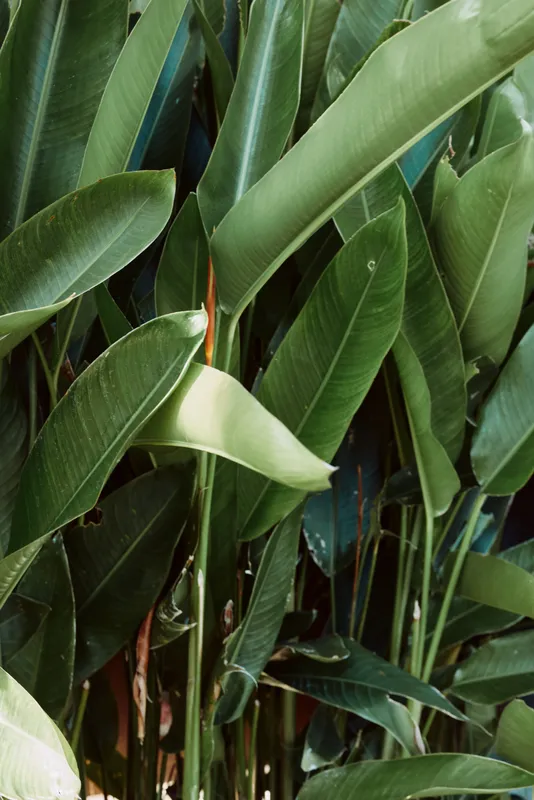 A close up of glossy green leaves from a tropical plant fills the frame, suggesting a tranquil indoor garden moment. This lifestyle scene emphasizes natural calm, fresh air, and lush greenery.