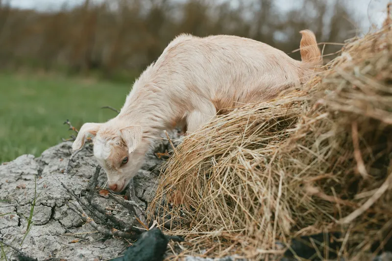 Goat kid rests on a rock beside a haystack in an outdoor farm scene, highlighting rural life, calm grazing, and gentle animal behavior in a peaceful countryside setting.