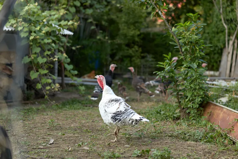 Turkey white turkey poultry farmyard backyard bird walking rural adult tom turkey with white feathers and red wattle strutting in a garden scene near raised beds, curious outdoor livestock.