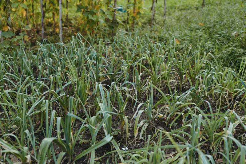 Garlic garden seedlings in soil rows with green shoots and morning dew, closeup of young vegetable plants in outdoor bed showing growth, cultivation and healthy organic crop.