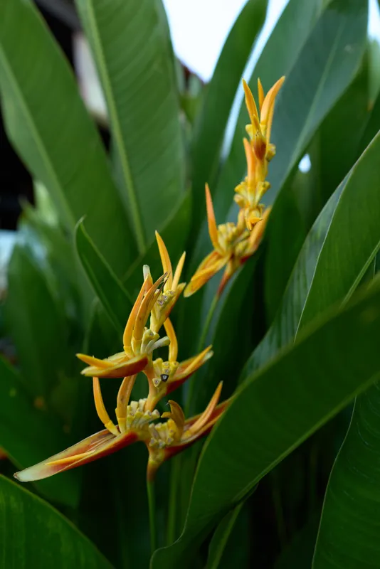Yellow tropical flower with elongated petals growing among large green leaves in natural light. Close-up of exotic plant detail, concept of nature, garden, and botanical beauty.